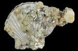 Fossil Pectin (Chesapecten) In Sandstone - Virginia #66398-1